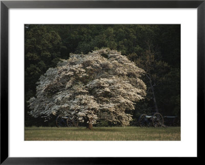 A Flowering Dogwood Spreads Its Branches Near Union Cannon by Sam Abell Pricing Limited Edition Print image