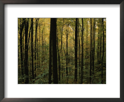 Woodland Scene by Randy Olson Pricing Limited Edition Print image