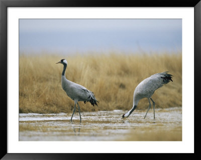 Pair Of Common Cranes Walking Through A Wet Patch Of Grassland by Klaus Nigge Pricing Limited Edition Print image