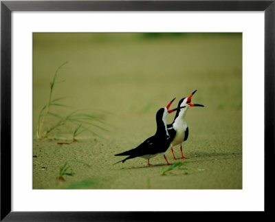 Vocalizing Black Skimmer Birds by James P. Blair Pricing Limited Edition Print image