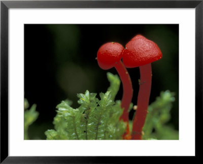 Vulcano Baru, Parque National De Amistad, Chiriqui Province, Panama by Christian Ziegler Pricing Limited Edition Print image