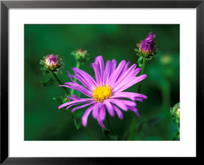 Aster X Frikartii Monch by Lynn Keddie Pricing Limited Edition Print image