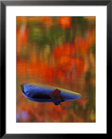 Rock And Autumn Reflections by Mark Hamblin Pricing Limited Edition Print image