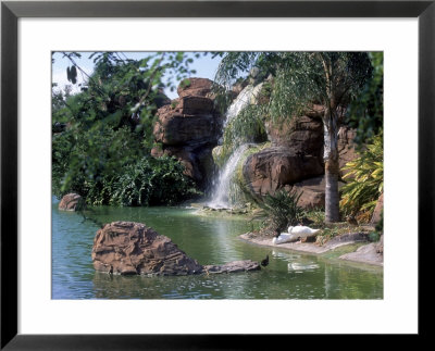 Bird Lagoon, Metrozoo, Miami, Fl by Mark Gibson Pricing Limited Edition Print image