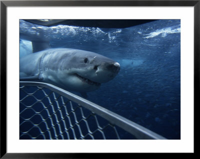 Great White Shark, With Cage, South Australia by Gerard Soury Pricing Limited Edition Print image