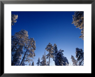 Snow Covered Pine Trees, Lapland, Finland by Daisy Gilardini Pricing Limited Edition Print image
