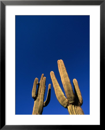 Saguaro Cactus (Carnegiea Gigantea) At White Tank Mountain Regional Park, Arizona, Usa by Mark Newman Pricing Limited Edition Print image