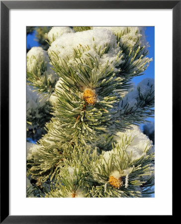 Fresh Snow On Pine Needles by Chuck Haney Pricing Limited Edition Print image