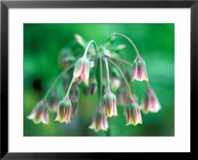 Allium Nectaroscordum, Flower Head by Lynn Keddie Pricing Limited Edition Print image