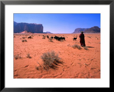 Bedouin Woman Herding Flock Of Sheep And Goats Between, Wadi Rum National Reserve, Jordan by Mark Daffey Pricing Limited Edition Print image