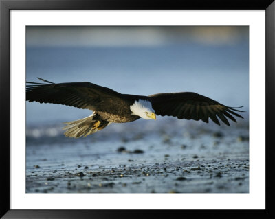 An American Bald Eagle Soars Above The Shoreline by Klaus Nigge Pricing Limited Edition Print image