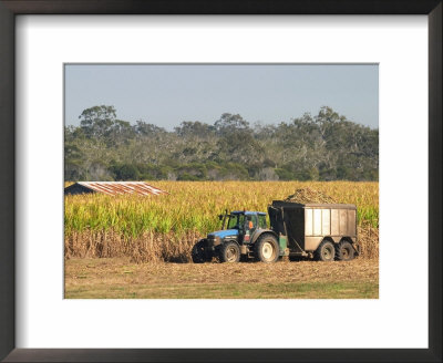 Harvesting Sugarcane Near Hervey Bay, Queensland, Australia by David Wall Pricing Limited Edition Print image