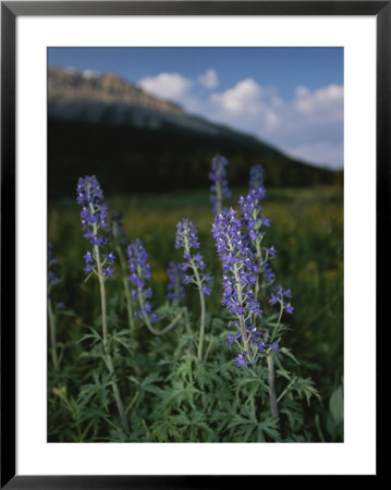 Close View Of A Larkspur Flower, Delphinium Species by Raymond Gehman Pricing Limited Edition Print image