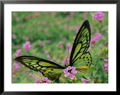 A Captive Birdwing Butterfly Lands On A Pink Flower by Roy Toft Pricing Limited Edition Print image