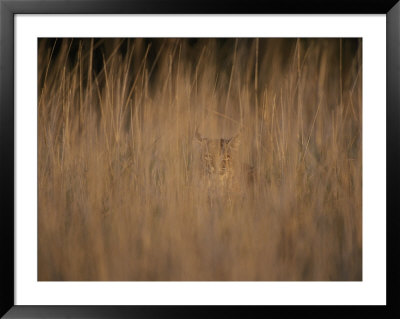 A Bobcat Hides In The Overgrowth by Roy Toft Pricing Limited Edition Print image