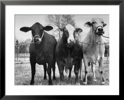 Crossbreeding Of Brahmin Stock, Bragus And Braford by Cornell Capa Pricing Limited Edition Print image