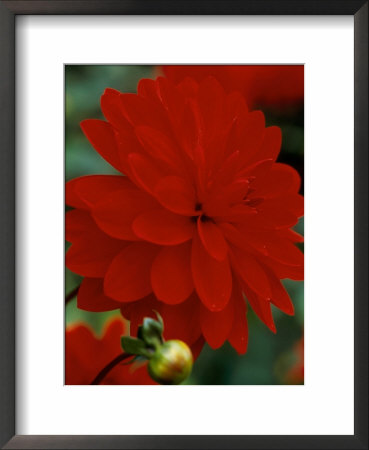 Dahlia Murdock, Close-Up Of Scarlet Red Flower With Bud On Green Stem by Mark Bolton Pricing Limited Edition Print image