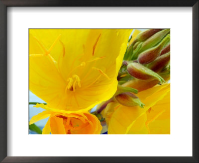 Oenothera Fruticosa Youngii (Evening Primrose) by Susie Mccaffrey Pricing Limited Edition Print image
