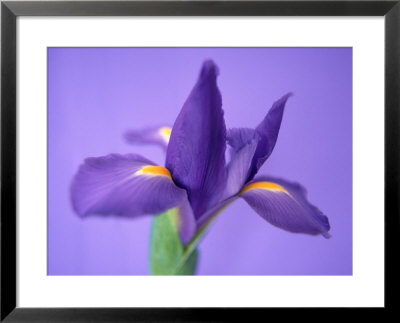 The Iris by Masa Kono Pricing Limited Edition Print image