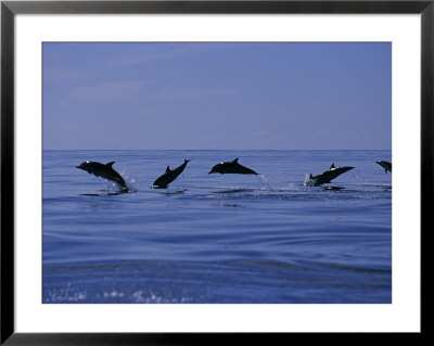 Striped Dolphins, Porpoising, Azores, Portugal by Gerard Soury Pricing Limited Edition Print image