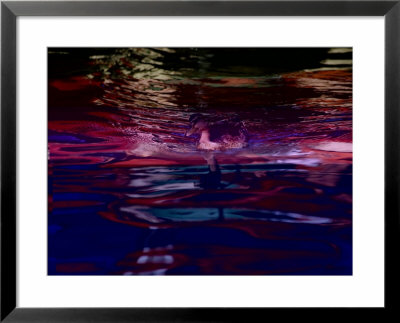 A Swimming Duck Breaks Up The Colorful Reflections Of The Riverwalk by Stephen St. John Pricing Limited Edition Print image