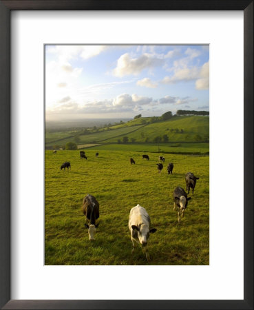 Landscape With Cattle, Somerset, England, Uk by Charles Bowman Pricing Limited Edition Print image