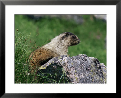 Hoary Marmot (Marmotta Caligata), Banff National Park, Alberta, Canada, North America by James Hager Pricing Limited Edition Print image