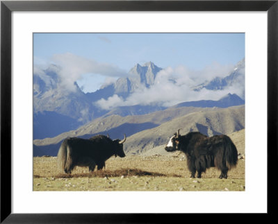 Yaks Near Nyalam, Tibet, China, Asia by Jane Sweeney Pricing Limited Edition Print image