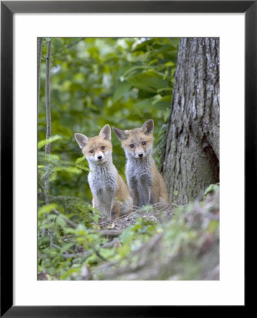 Red Fox, Fox Cubs Outside Den, Vaud, Switzerland by David Courtenay Pricing Limited Edition Print image