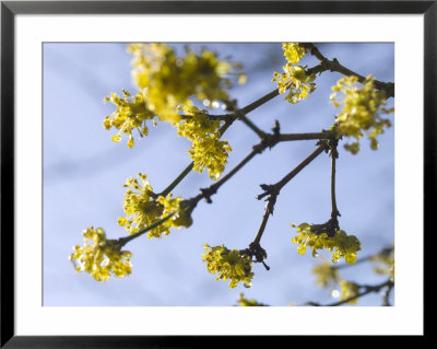 Hamamelis Mollis (Witch Hazel) by Mark Bolton Pricing Limited Edition Print image