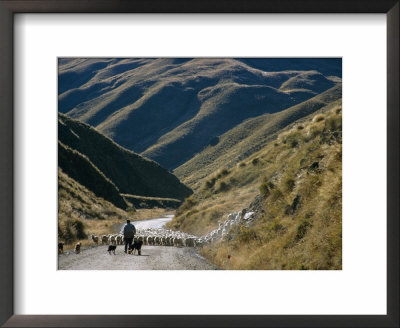 Shepherd Herding Flock Of Sheep Through Mountain Pass, Glenorchy, South Island, New Zealand by D H Webster Pricing Limited Edition Print image