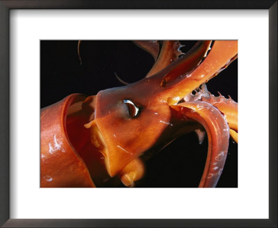 Close View Of A Reddish Colored Giant Or Humboldt Squid At Night by Brian J. Skerry Pricing Limited Edition Print image
