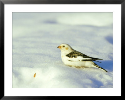 Snow Bunting, Vermont, Usa by Gustav Verderber Pricing Limited Edition Print image