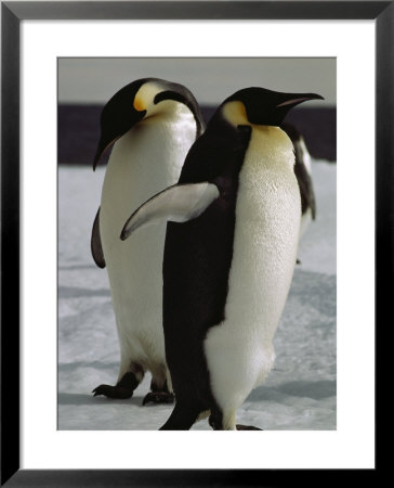 A Pair Of Emperor Penguins On The Icy Mcmurdo Sound Shore by Bill Curtsinger Pricing Limited Edition Print image