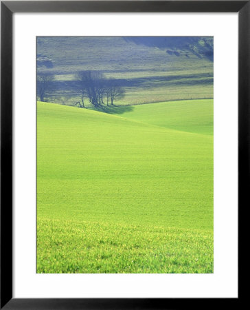 The South Downs Near Wilmington, East Sussex, England, Uk, Europe by Ruth Tomlinson Pricing Limited Edition Print image