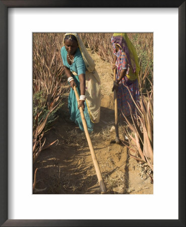 Women In Colourful Saris In A Field Of Aloe Vera Preparing For Flood Irrigation, Village Of Borunda by Eitan Simanor Pricing Limited Edition Print image
