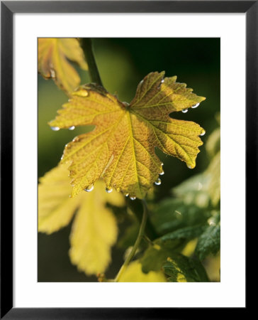 Autumn Vine Leaves In Corbieres, South Of France by Joerg Lehmann Pricing Limited Edition Print image
