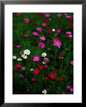 Cosmos Flowers In Bloom, Tono, Tohoku, Japan, by Richard I'anson Pricing Limited Edition Print image