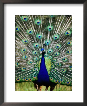 Peacock At Olympic Game Farm, Sequim, Washington by Mark Newman Pricing Limited Edition Print image
