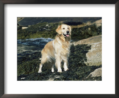 Golden Retriever Dog On Coast, Maine, Usa by Lynn M. Stone Pricing Limited Edition Print image