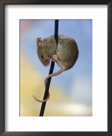 Domestic Mouse Up Plant Stem by Steimer Pricing Limited Edition Print image