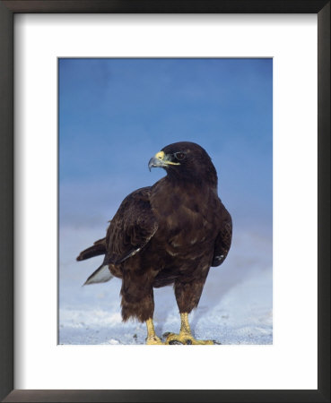 Galapagos Hawk, Espanola/Hood Is, Galapagos Islands, Ecuador by Pete Oxford Pricing Limited Edition Print image