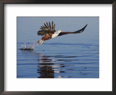 African Fish Eagle Fishing, Chobe National Park, Botswana by Tony Heald Pricing Limited Edition Print image