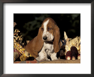 Basset Hound Puppy by Lynn M. Stone Pricing Limited Edition Print image