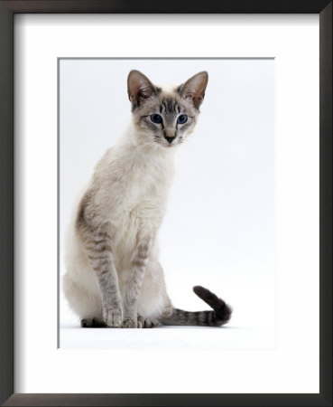 Domestic Cat, Young Tabby Point Siamese by Jane Burton Pricing Limited Edition Print image