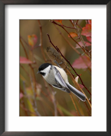 Black Capped Chickadee, Eating Flower Seeds, Grand Teton National Park, Wyoming, Usa by Rolf Nussbaumer Pricing Limited Edition Print image