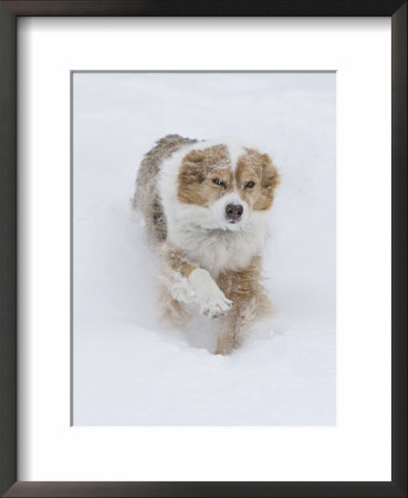 Female Red Merle Australian Shepherd Dog Running In Snow, Longmont, Colorado, Usa by Carol Walker Pricing Limited Edition Print image