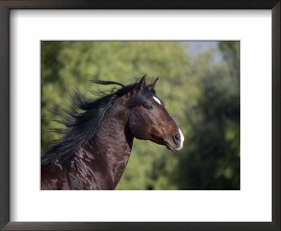 Bay Azteca (Half Andalusian Half Quarter Horse) Stallion, Head Profile, Ojai, California, Usa by Carol Walker Pricing Limited Edition Print image