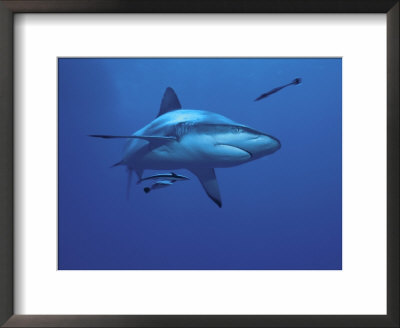 Grey Reef Shark, With Remora Fish, Great Barrier Reef, Queensland, Australia by Jurgen Freund Pricing Limited Edition Print image