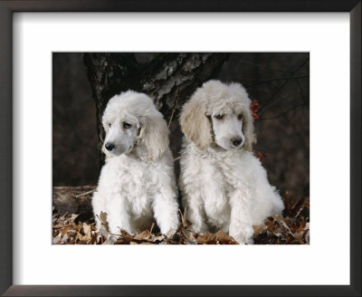 Standard Poodle Dog Puppies, Usa by Lynn M. Stone Pricing Limited Edition Print image